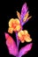 Colorful watercolor canna lily on black background