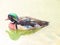 Colorful watercolor hand-painted art illustration : aix sponsa / wood duck