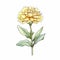 Colorful Watercolor Illustration Of A Yellow Carnation Flower