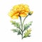 Colorful Watercolor Illustration Of A Yellow Carnation Flower