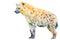 Colorful watercolor painting of a hyena standing proudly