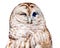 Colorful watercolor portrait of a winking barred owl