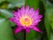 Colorful waterlily or beautiful lotus flower.