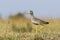 Colorful Wattled lapwing walking on the savanna