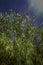 Colorful weeping willow reaching up to a deep blue sky of native plants in Sicily