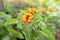 Colorful West Indian Lantana bloom with sunlight in the garden. Is a Thai herb.