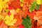 Colorful wet autumn fallen leaves