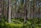 Colorful white Flowering Rhododendron in the wild sunny forest