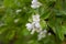 Colorful white flowers apple tree leaves April spring background on blurry garden background copy space