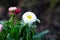Colorful white, little English daisy flower with yellow pistil