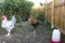 Colorful and white roosters of domestic hens in a small backyard farm in the countryside.