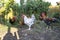 Colorful and white roosters of domestic hens in a small backyard farm in the countryside.