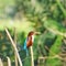 A colorful white throated kingfisher searching for its fish kill