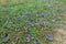 Colorful wild blue flowers and green leaved plants