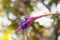 colorful wild bromeliad with blurred background