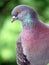 Colorful wild dove