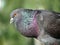 Colorful wild dove