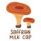 Colorful wild edible saffron milk cap with cartoon-style names. Isolated vector flat illustration. saffron milk cap mushroom.