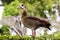 Colorful Wild Egyptian Goose Perched on Green Garden Hedge