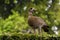 Colorful Wild Egyptian Goose Perched on Green Garden Hedge