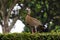 Colorful Wild Egyptian Goose Perched on Green Garden Hedge