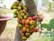 Colorful wild figs ripen. photo taken in Vietnam in natural light.