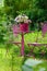 Colorful wild flower bouquet in a pink watering can