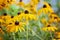 Colorful Wild Flower Yellow Daisies in Grandma`s Yard