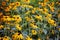 Colorful Wild Flower Yellow Daisies in Grandma`s Yard