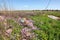 Colorful wild flowers spring blooming on rocky plateau full of water after the rainy season. Hiking tourist route. Israel North