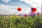 Colorful wild flowers in springtime