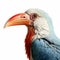 Colorful Wild Hornbill: Detailed Character Illustration With Hyperrealistic Portraiture