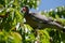 Colorful wild pigeon eats red ripe cherries