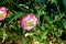 Colorful wild poppies on a background of dry grass