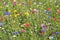 Colorful wildflower meadow in summertime