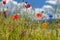 Colorful wildflowers