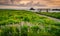 Colorful wildflowers and bright green grass on bluff at Oregon Coast