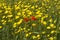 Colorful wildflowers in green wheat field