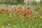 Colorful wildflowers on the summer field. Summertime. Beauty of nature. Wallpaper