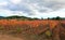 Colorful wineyard in Chile