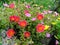 Colorful Wingpod Purslane Flowers (Portulaca Umbraticola)
