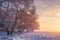 Colorful winter landscape. Snowy trees in warm sunlight. Amazing winter nature. Pink sunshine in winter frosty park