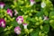 Colorful wishbone flowerTorenia Fournieri Flower Seeds. Beaut