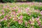 Colorful wishbone flowerTorenia Fournieri Flower Seeds. Beaut