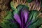 Colorful  withered leaves of  ornamental cabbage  close up shot natural light