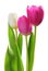 Colorful Wonderful Tulips Lily family, Liliaceae isolated on white background, including clipping path.