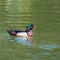 Colorful wood duck swimming in a pond, adult male with iridescent plumage, red eyes and white flare down the neck