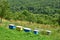 Colorful wooden beehives on hill slope