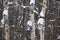 colorful wooden birdhouses on a tree  covered with snow. taking care of birds