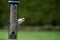 Colorful woodpecker at bird feeder in spring